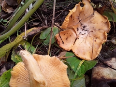 Cantharellus cibarius