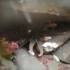 Halcampa decemtentaculata