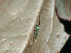 Chironomidae