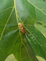 Callirhytis favosa