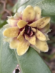 Eupomatia bennettii
