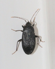 Lethaeus cribratissimus