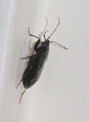 Lethaeus cribratissimus