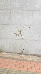 Trichonephila clavata