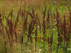Rumex pseudonatronatus