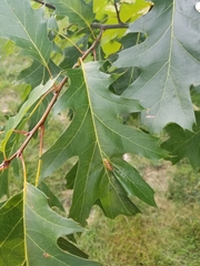 Callirhytis favosa