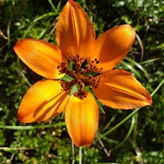 Lilium philadelphicum
