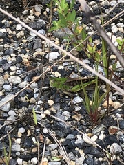 Locusta migratoria