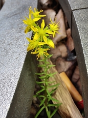 Sedum mexicanum