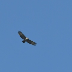 Spilornis cheela