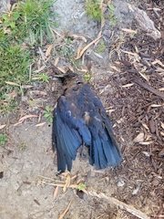 Corvus brachyrhynchos