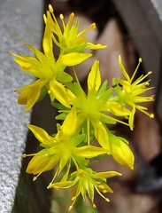 Sedum mexicanum