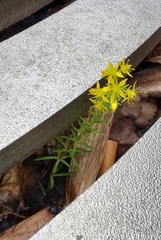 Sedum mexicanum