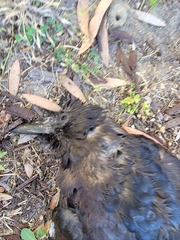 Corvus brachyrhynchos