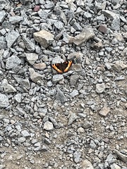 Aglais milberti