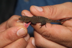 Anolis uniformis