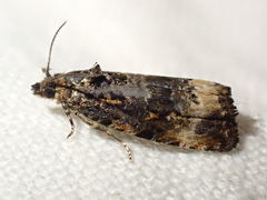 Endothenia gentianaeana