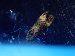 Endothenia gentianaeana