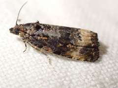 Endothenia gentianaeana