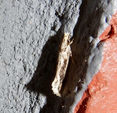Erechthiinae