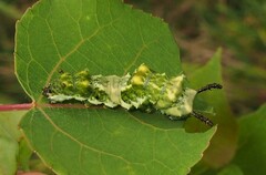 Limenitis