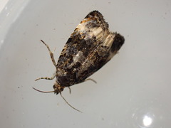 Endothenia gentianaeana