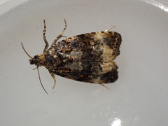 Endothenia gentianaeana