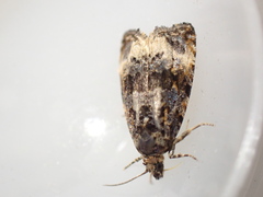 Endothenia gentianaeana