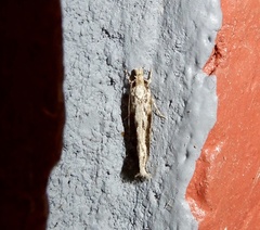 Erechthiinae