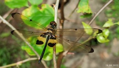 Rhyothemis phyllis