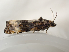 Endothenia gentianaeana