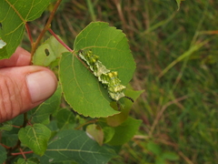 Limenitis