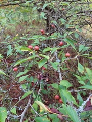 Crataegus punctata
