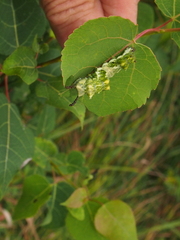 Limenitis