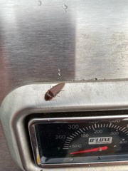 Elateridae
