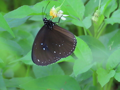 Euploea sylvester
