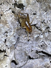 Orthoptera