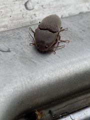 Elateridae