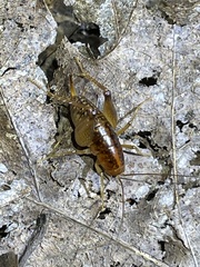 Orthoptera