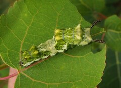Limenitis