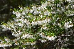 Styphelia setigera