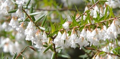 Styphelia setigera