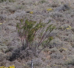 Gomphocarpus fruticosus