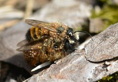 Osmia bicornis