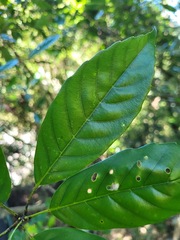 Fagaceae