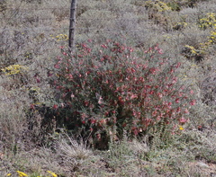 Lessertia frutescens