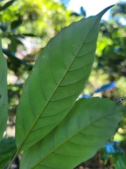 Fagaceae