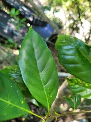 Fagaceae