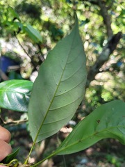 Fagaceae