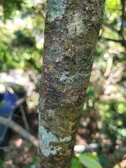 Fagaceae